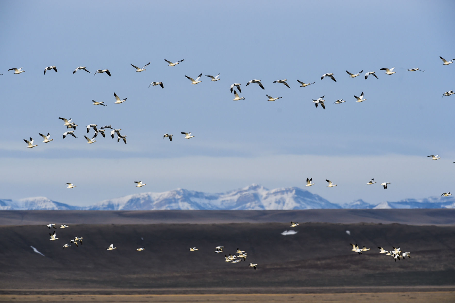 Freezout Lake Snow Goose Migration